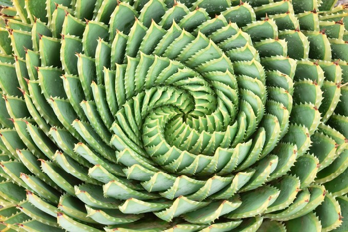 Pattern of spiral aloe